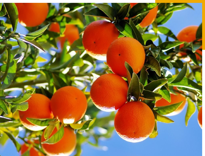 Chandler Heights Citrus Irrigation District